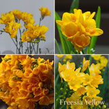 Freesia Summer Garden Collection