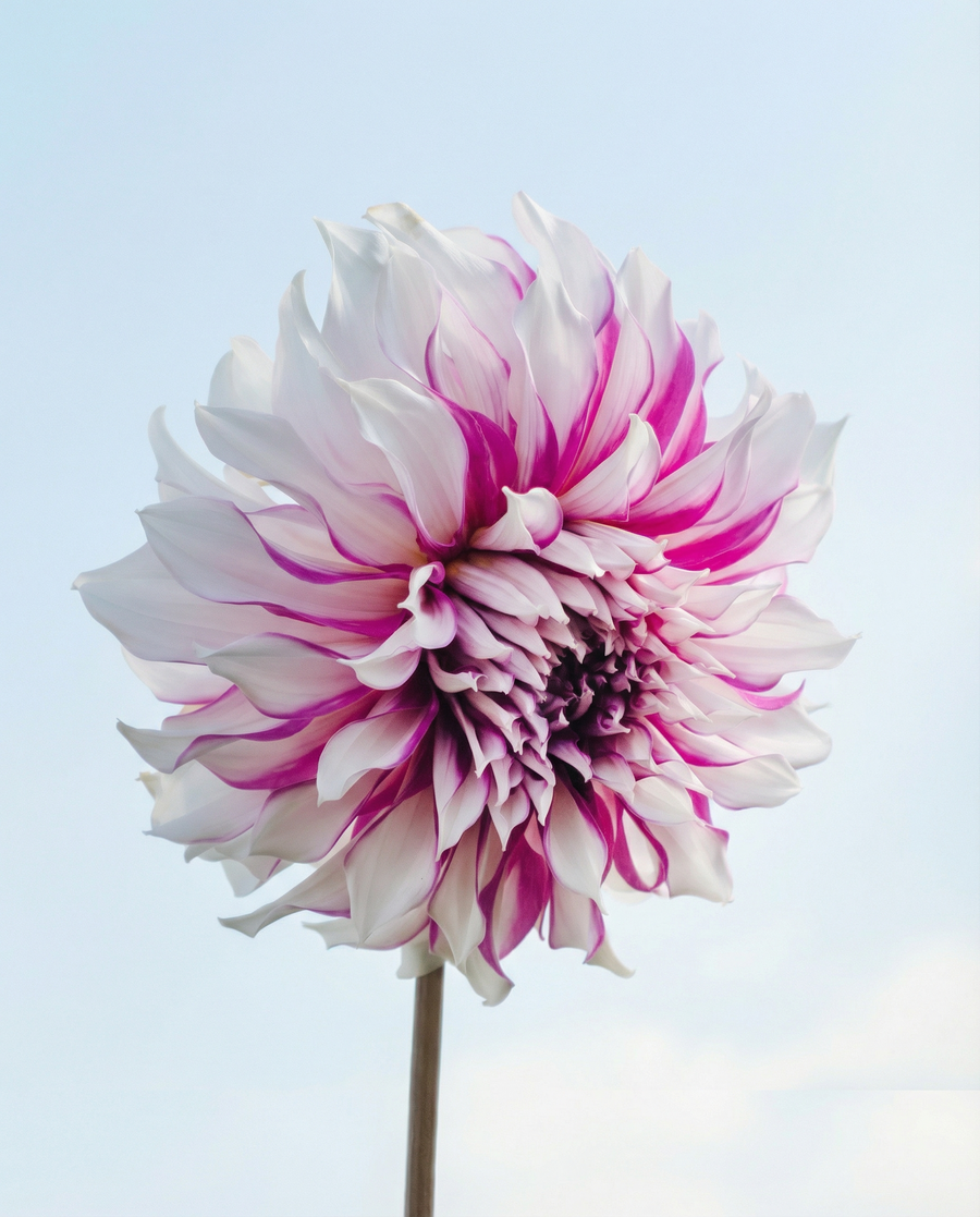 Dahlia Radegast