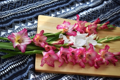 Gladiolus