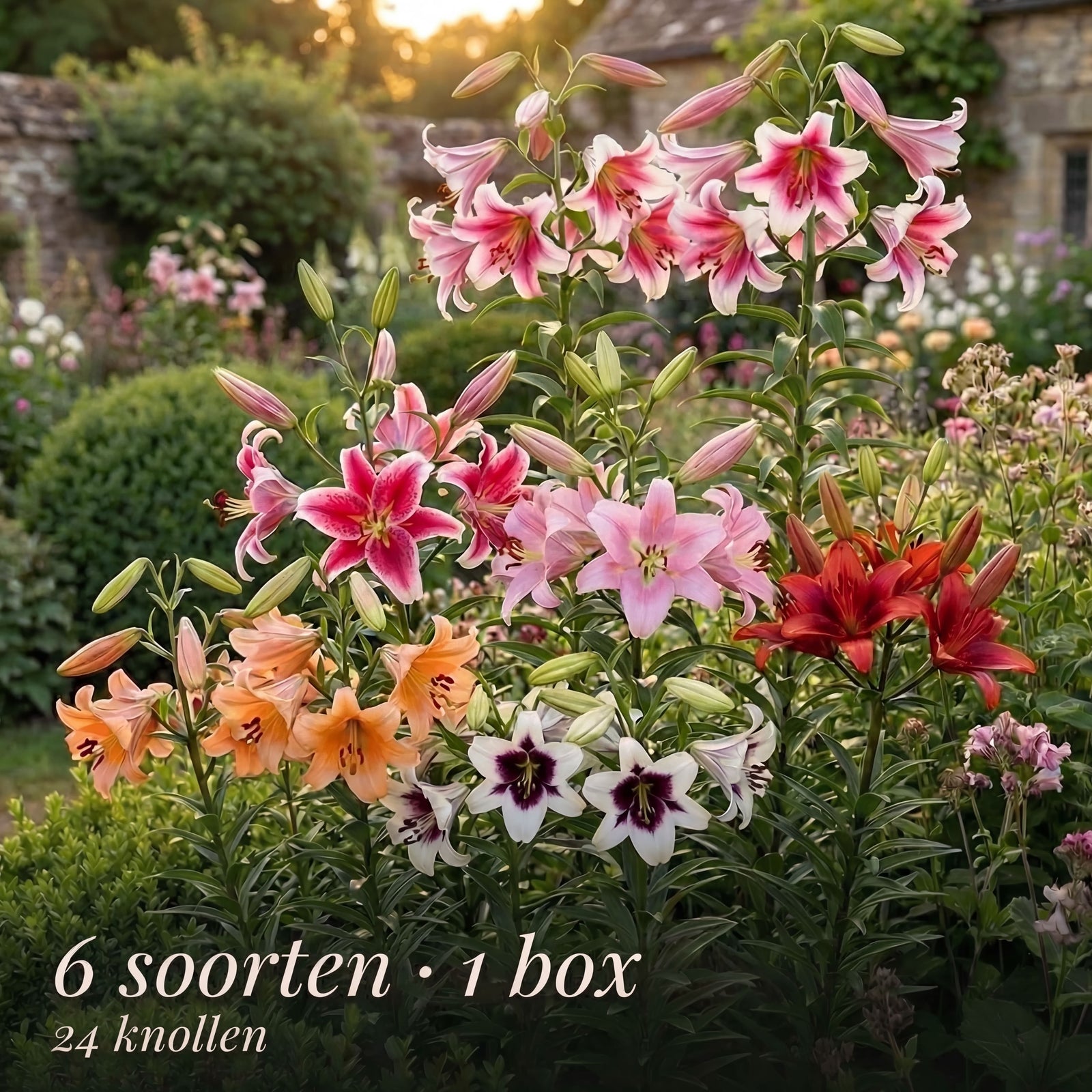Lily Summer Garden Collection
