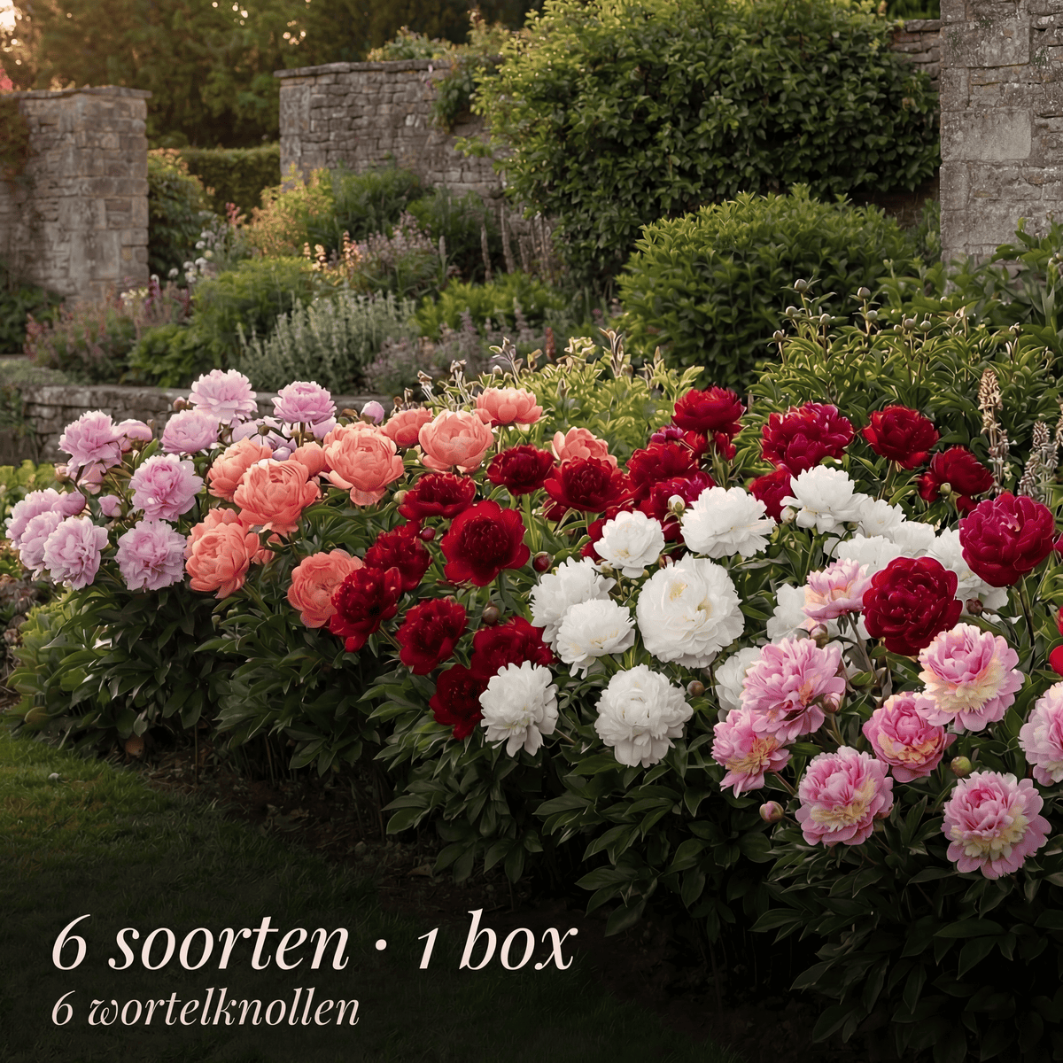 Peony Summer Garden Collection