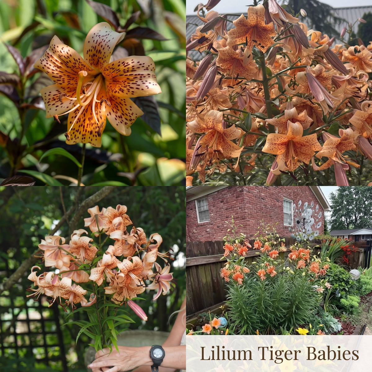 Lily Summer Garden Collection