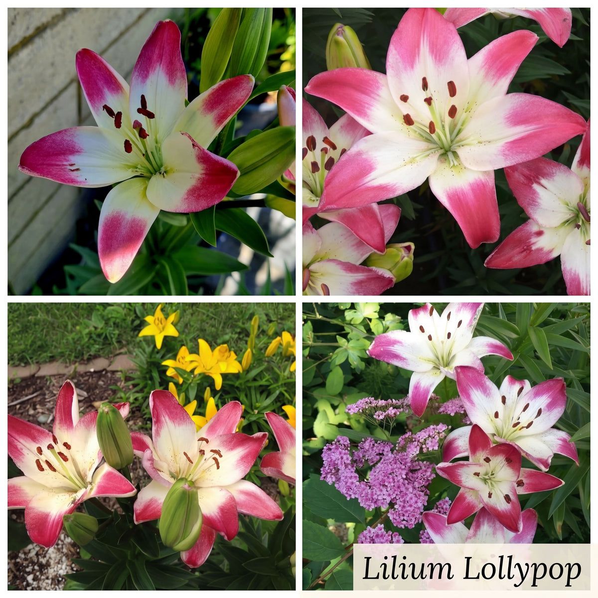 Lily Summer Garden Collection