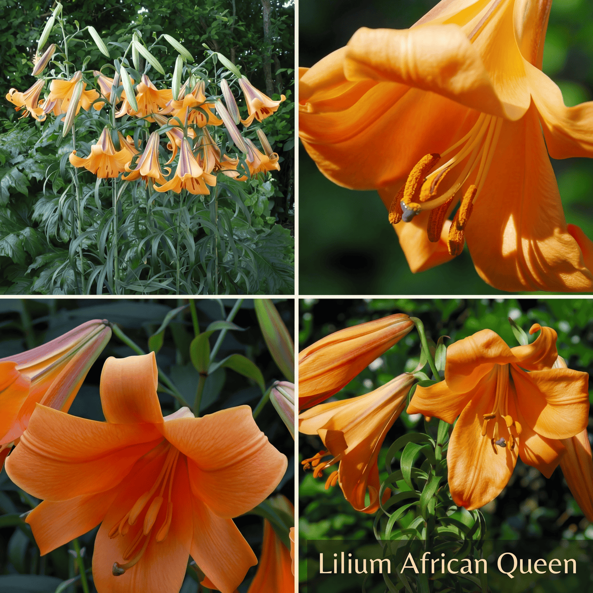 Lily Summer Garden Collection