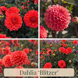 Dahlia Summer Garden Box