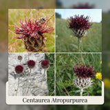 Collection Bee Buffet Garden