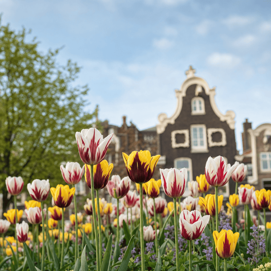 Tulipa Rembrandt Mixed — voor een Hollands grachtenpand