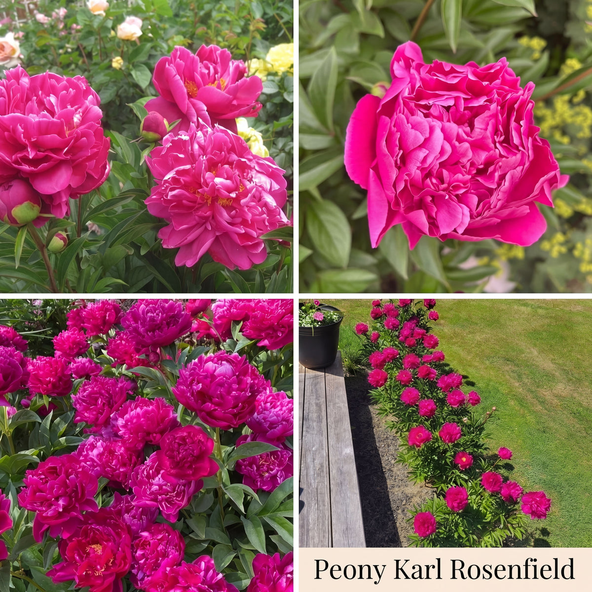 Peony Summer Garden Collection