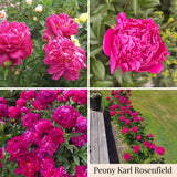 Peony Summer Garden Collection