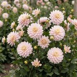 Dahlia Lady Kate