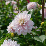 Dahlia Lady Kate