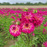 Dahlia Loe