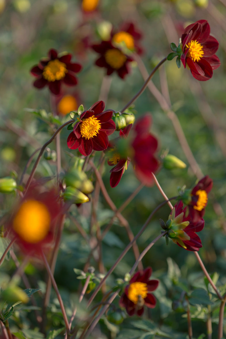 Cosmos Mexican Star