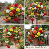 Begonia Summer Garden Collection