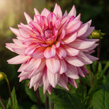 Dahlia Pinkie Swear