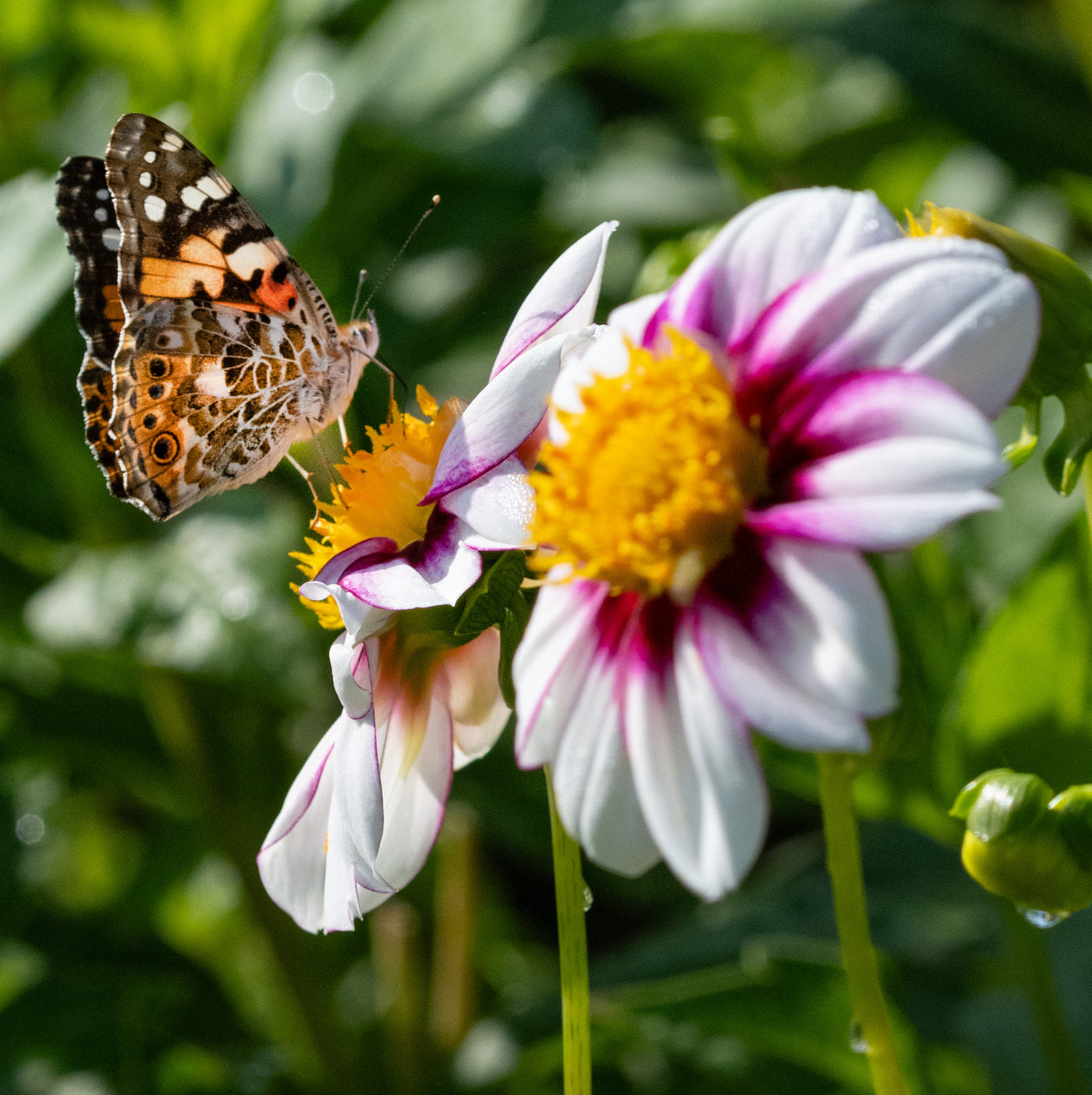 Pollinator Friendly