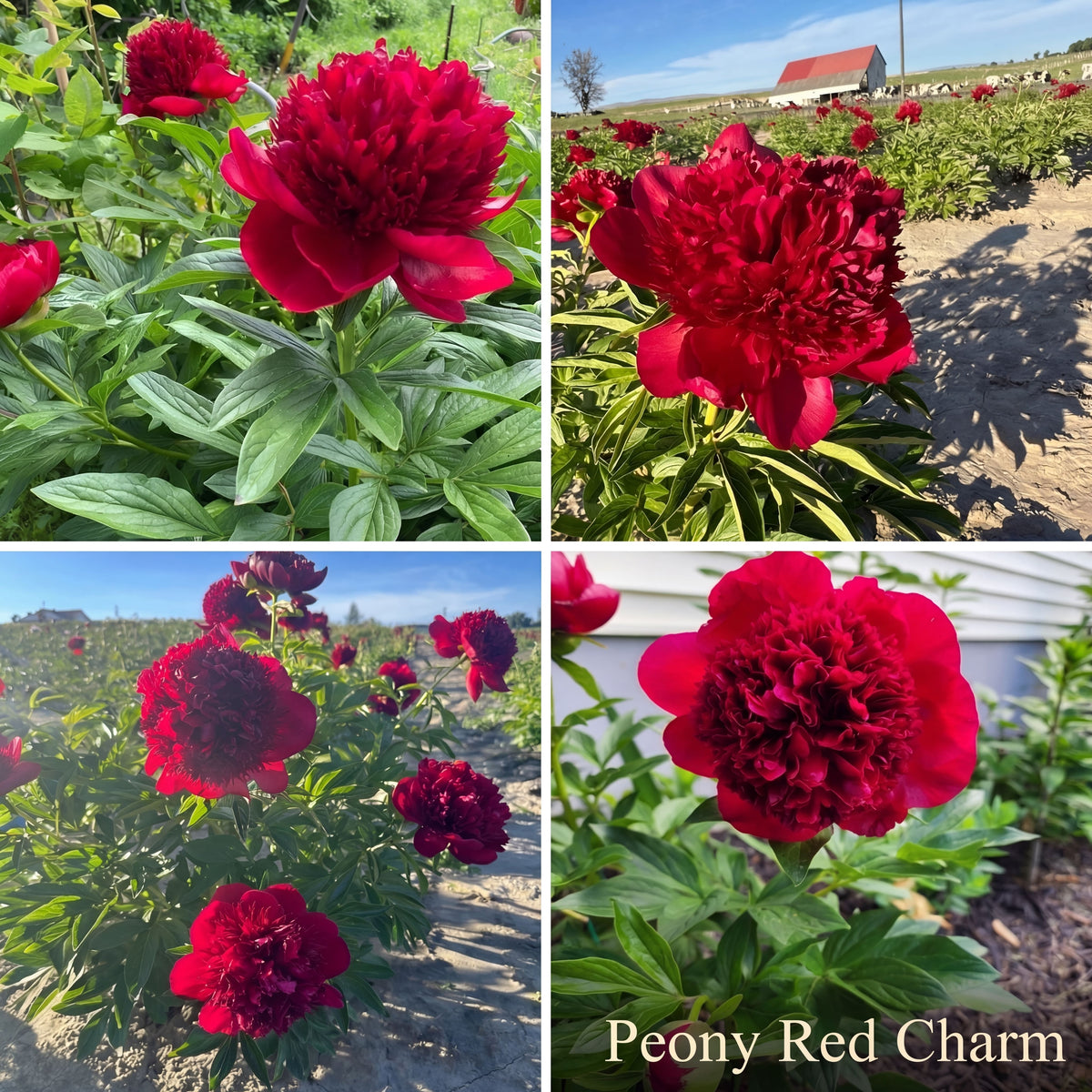 Peony Summer Garden Collection