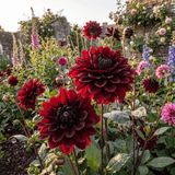 Dahlia Red Dark Wave
