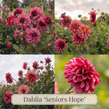 Dahlia Summer Garden Box
