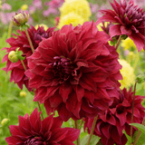 Dahlia Spartacus