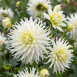 Dahlia Tsuki no Shisha