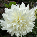 Dahlia White Perfection