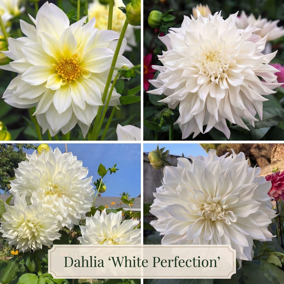 Dahlia Summer Garden Box