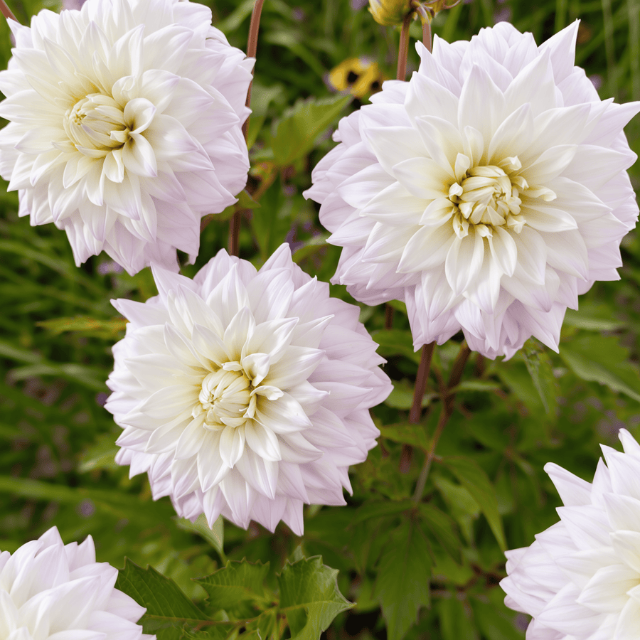 Dahlia Who Me